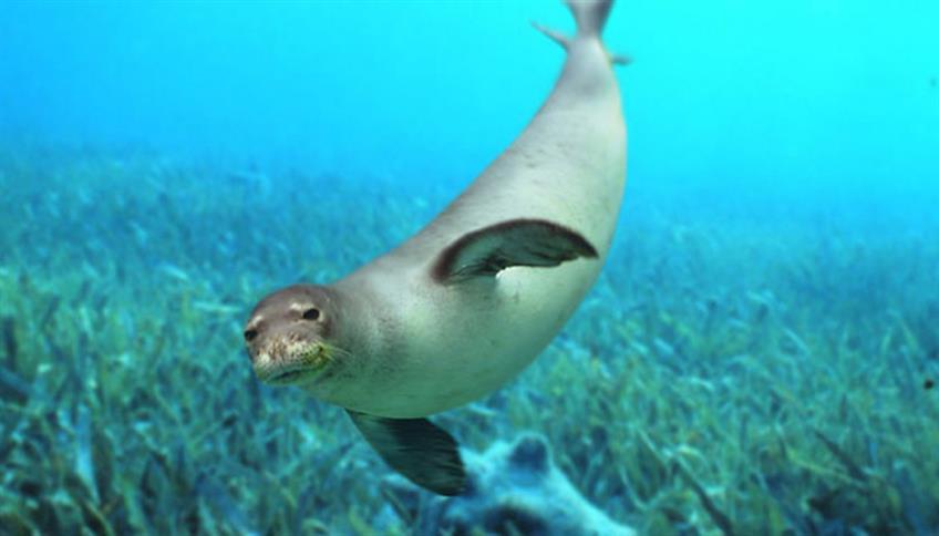 La foca monaca, timida per l'uomo ma ama vivere in gruppo La foca monaca, timida per l'uomo ma ama vivere in gruppo